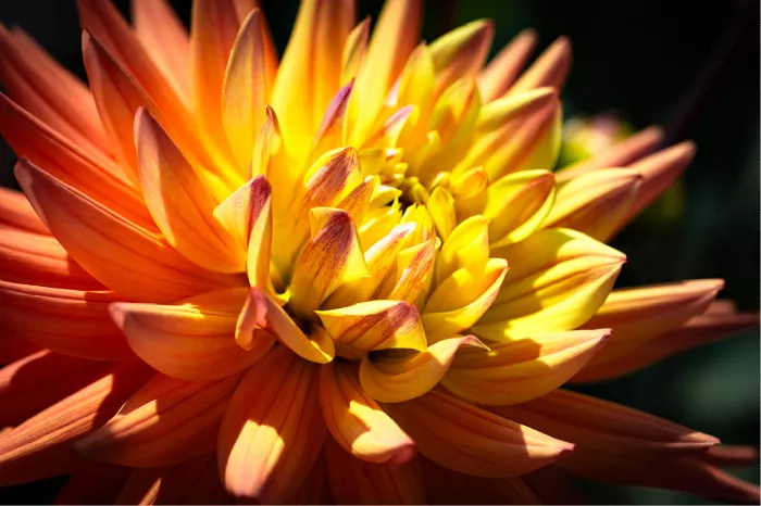 Dahlia met spitse oranje bloemblaadjes en een geel hart in zonlicht, tegen een donkere achtergrond