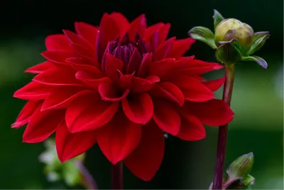 Ziel van een bloem, de foto
