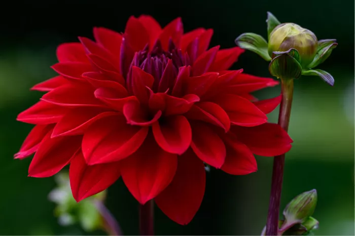 Dieprode dahlia met een knop op een donkerrode steel tegen een donkergroene achtergrond