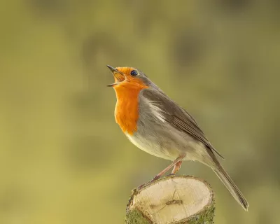 Zingende Roodborst op Stronk, de foto