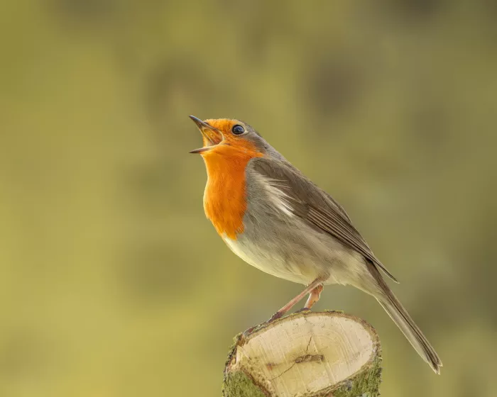 Zingende roodborst met open snavel op een afgezaagde boomstronk, voor een zachte, wazige geelgroene achtergrond.