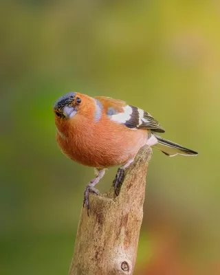 Schuine Blik van de Vink, de foto