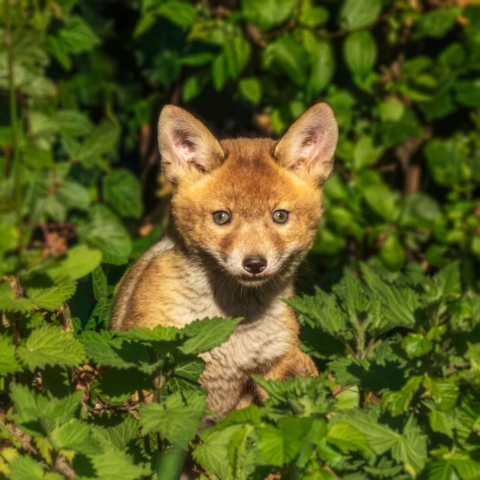 Jonge vos met grote oren kijkt recht in de camera, half verscholen tussen groene brandnetels en bladeren in zonlicht.
