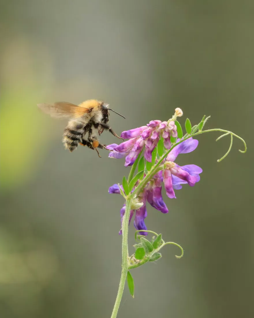 Hommel zweeft met uitgespreide vleugel naast paarse wikkebloemen op een gebogen stengel, voor een zacht wazige groene achtergrond.