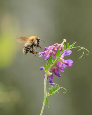 Hommel Nadert de Wikke, de foto