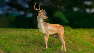 Alerte Damhert op Heuvel, de foto