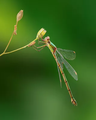 Groene Juffer op Bloemknop, de foto