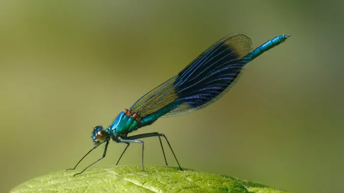 Mannetje weidebeekjuffer met metaalblauw lijf en donkerblauwe vleugelband, zittend op een groen blad.