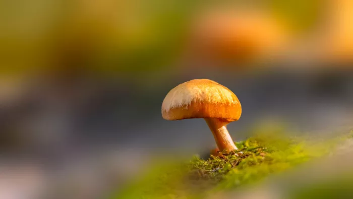 Klein oranjebruin paddenstoeltje met bleke hoed op een mosbedje, voor een zacht wazige achtergrond in geel, groen en grijs.