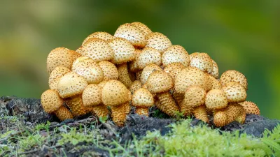 Schubbige Hoedjes op Mos, de foto