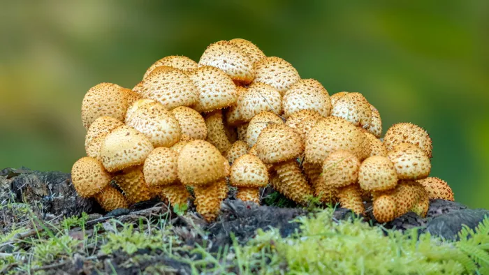 Dichte groep gele paddenstoelen met schubbige hoedjes op een mossige ondergrond voor een zachtgroene achtergrond.