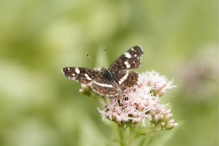 Landkaartje met geopende bruinzwarte vleugels op roze bloemen van koninginnenkruid