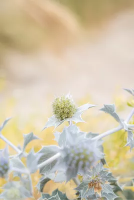 Blauwe zeedistel, de foto