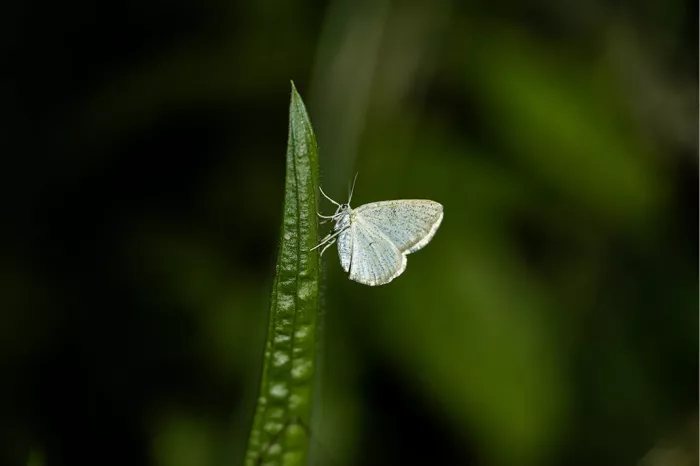 Bleke nachtvlinder aan een smal groen blad tegen een donkere achtergrond