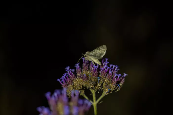 Grijsbruine nachtvlinder rust op de paarse bloemtrosjes van verbena, de vleugels dicht tegen het lijf gevouwen, tegen een donkere nachtelijke achtergrond.