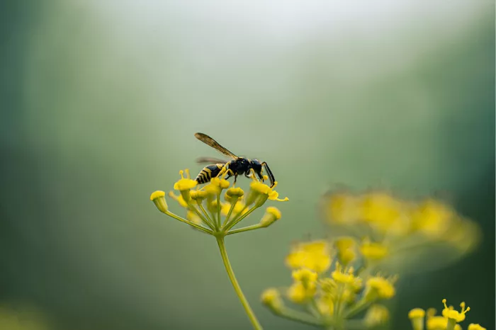 Kleine wesp met geel-zwart gebandeerd achterlijf zoekt nectar op de kleine gele schermbloemen van venkel, tegen een wazig groen decor.