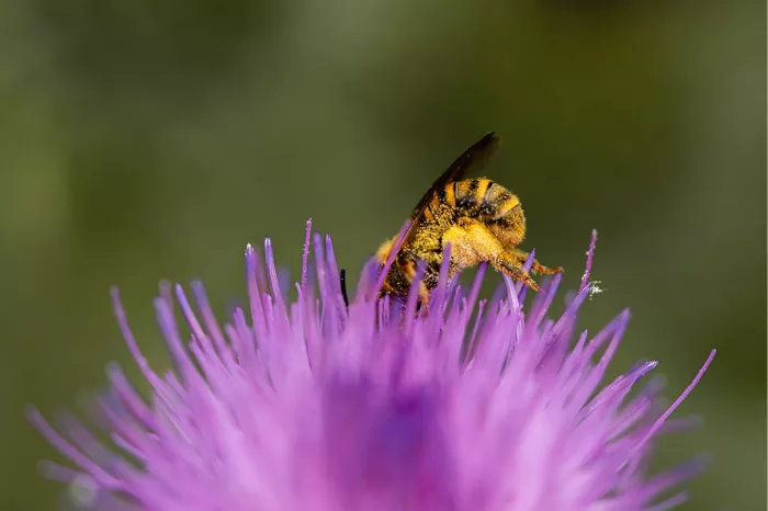 Bij met pollen op de poten diep in een paarse distelbloem tegen een donkere achtergrond