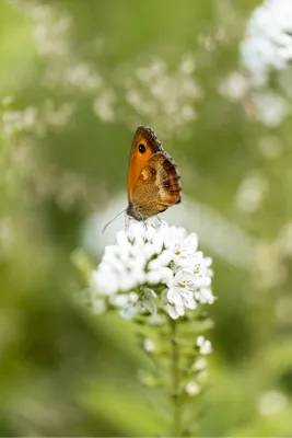 Oranje zandoogje, de foto
