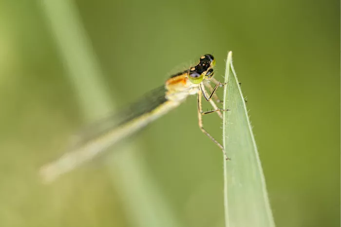 Waterjuffer met gevouwen vleugels op de punt van een grasspriet tegen een groene achtergrond