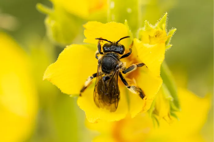 Zwarte bij met lichtjes gespreide vleugels in een felgele bloem