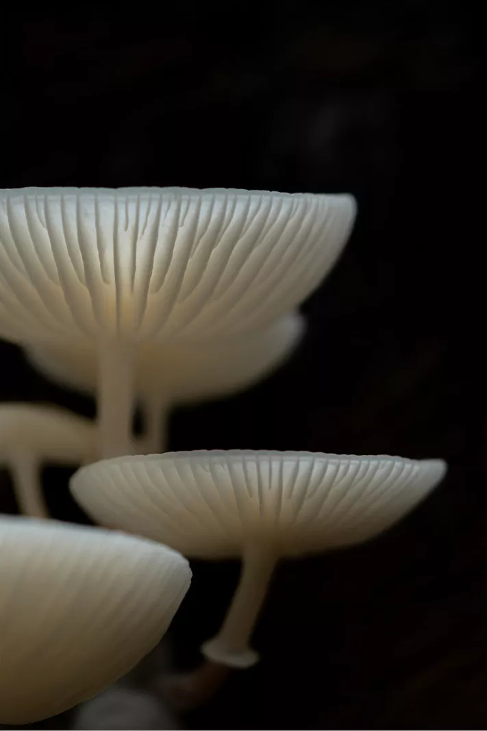 Witte porseleinzwammen met geribbelde hoeden in lagen boven elkaar tegen een zwarte achtergrond