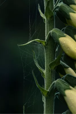Geweven bloemen, de foto