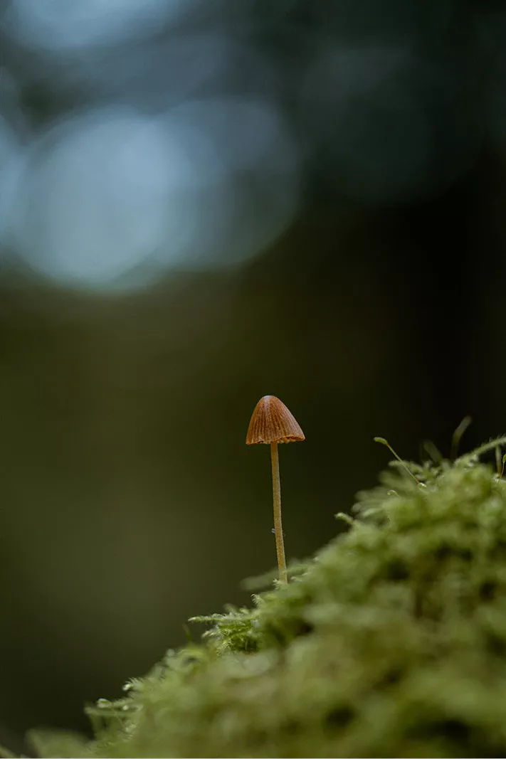 Kleine bruine paddenstoel met kegelvormige hoed op groen mos, met blauwe lichtvlekken erboven