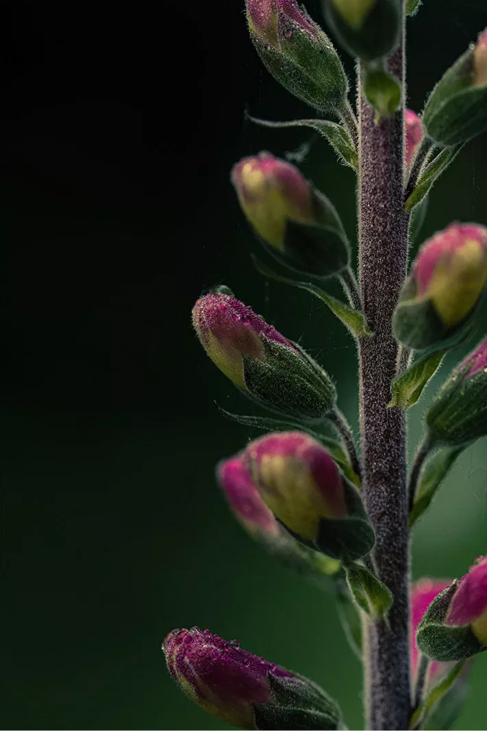 Paarsroze knoppen van vingerhoedskruid met regendruppels langs een harige stengel
