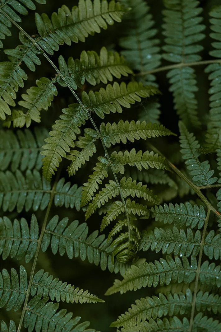 Dicht opeengepakte groene varenbladen die het hele beeld vullen