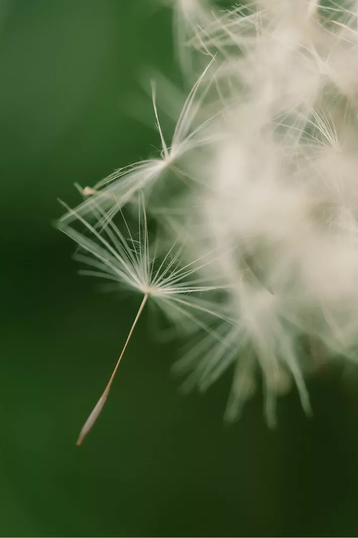 Pluisje dat loskomt van een paardenbloem in zaad tegen een donkergroene achtergrond