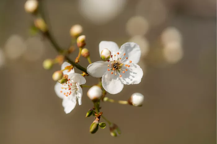 Witte bloesem met oranje meeldraden en knoppen aan een takje tegen een warm bruine achtergrond