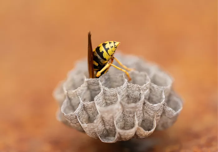 Wesp bouwt met haar kaken verder aan een papieren nest, met de raatstructuur duidelijk zichtbaar tegen een wazig oranje decor.