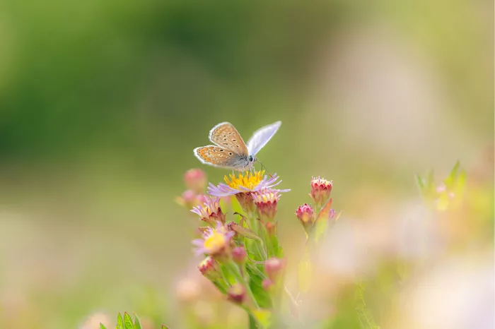Icarusblauwtje met half geopende vleugels op een lila aster tussen roze knopjes