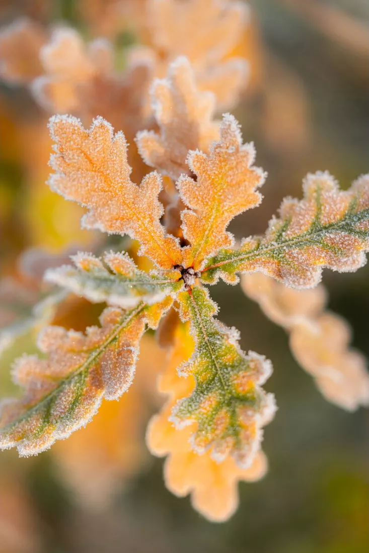 Eikenbladeren in oranje en groen, bedekt met een fijne laag vorst, waaieren uit rond een bruin knopje tegen een wazige, warm gekleurde achtergrond.