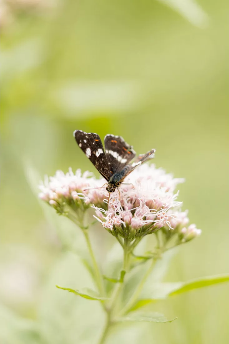 Landkaartje met half geopende, donkere vleugels met witte en oranje vlekjes zit op roze pluizige bloemen, tegen een zacht wazig groen decor.