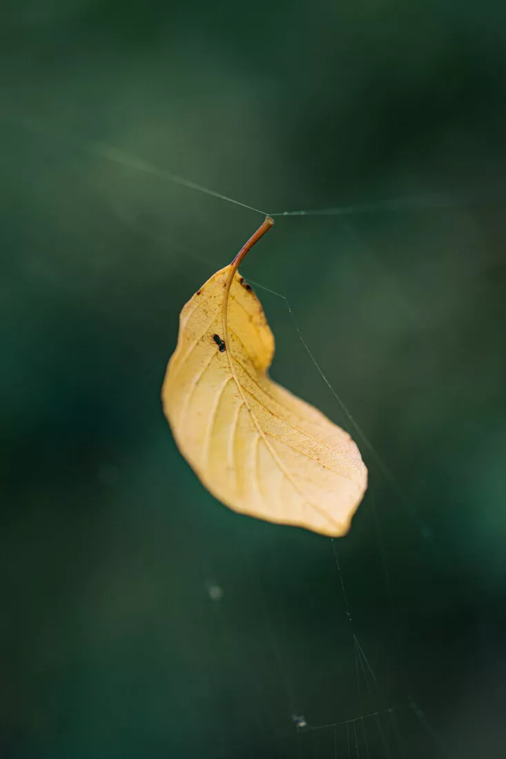 Geel herfstblad dat in een spinnenweb hangt tegen een donkergroene achtergrond