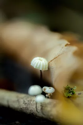 Ribbelhoedjes op tak, de foto