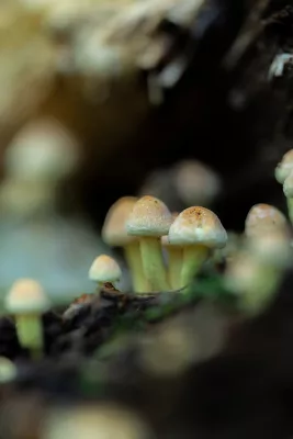 Paddenstoelen dorp, de foto