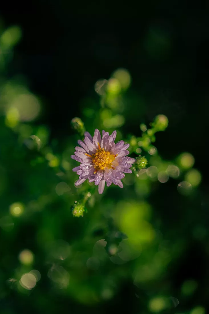 Kleine lila aster met een geel hartje en dauwdruppels op de bloembladen, omgeven door groene knoppen en een donker, wazig decor vol zachte lichtvlekken.