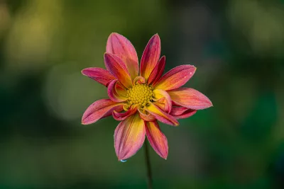 Dahlia met dauwdruppels, de foto