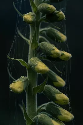 Vingerhoedskruid omhuld met spinnendraad, de foto