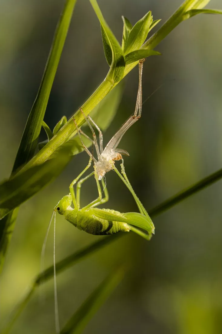 Groene sabelsprinkhaan hangt ondersteboven aan een plantenstengel, vlak onder het doorschijnende, witte vervelde vel waaruit ze net gekropen is, tegen een zacht wazig groen decor.