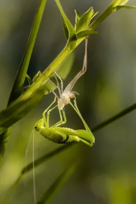 Sprinkhaan in vervelling, de foto