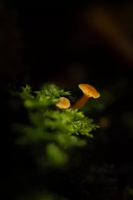 Oranje paddenstoeltjes op mos, de foto