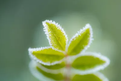 Groene vorst, de foto