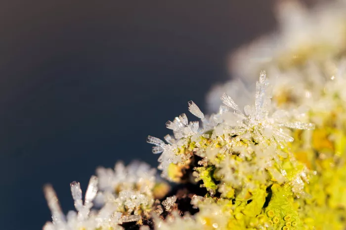 Close-up van heldere ijskristallen met fijne naaldvormige en holle zuilvormen op geelgroen korstmos, tegen een wazige donkerblauwe achtergrond in zonlicht.