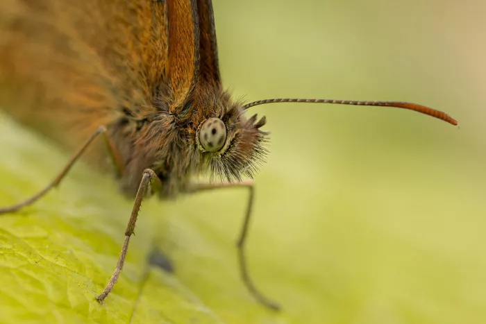 Oranje zandoogje van vooraan gezien, met facetoog, harige kop en gebogen voelspriet, rustend op een groen blad tegen een zacht wazig groen decor.