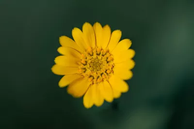 Geel hart, de foto