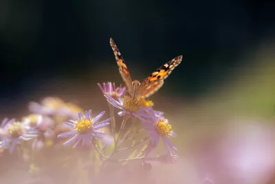 Distelvlinder op aster, de foto