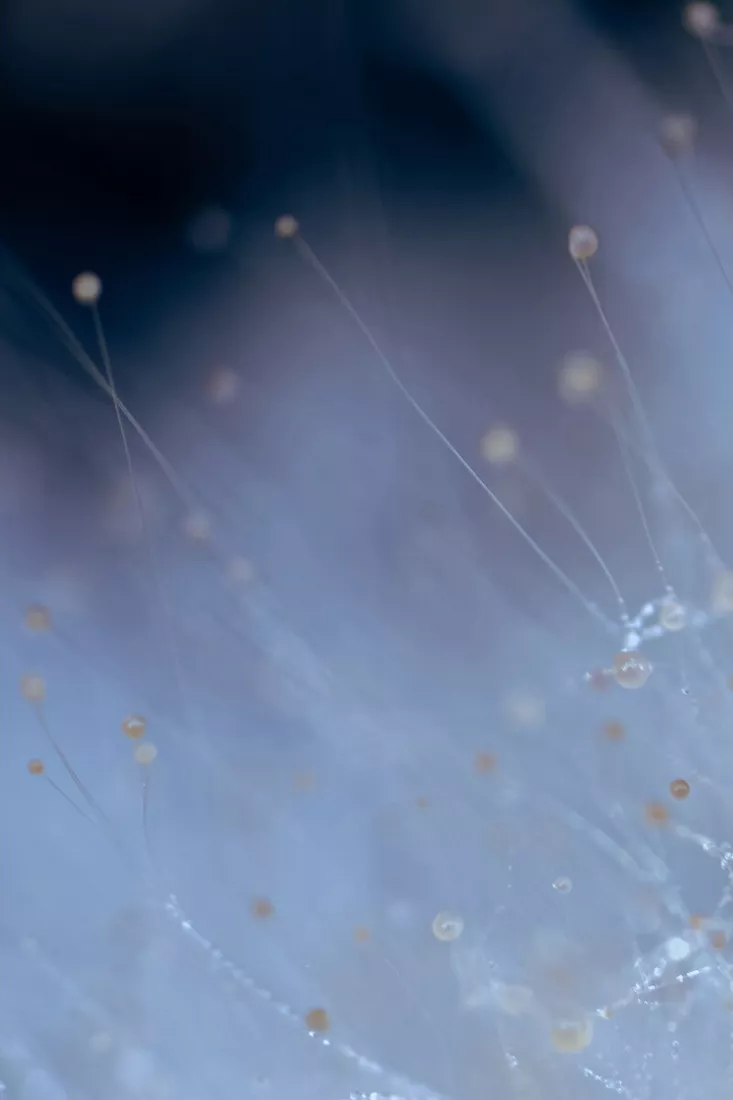 Close-up van fijne schimmeldraadjes met kleine ronde druppels of sporenkopjes in crème en oranje op de toppen, tegen een wazige achtergrond in koele blauwe en paarse tinten.